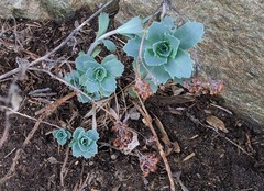 Hylotelephium telephioides