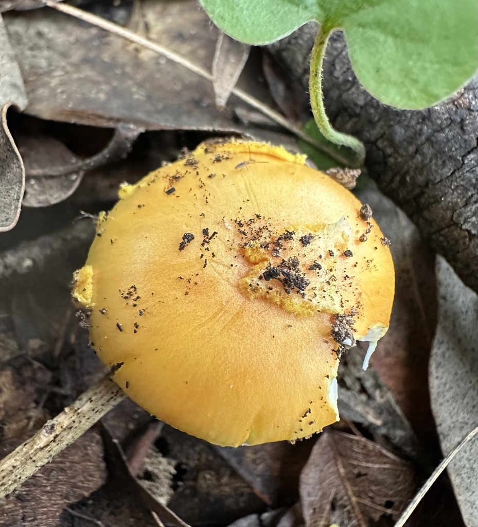 Amanita xanthocephala · April 2026 · photo: © prossington (iNaturalist, cc-by)