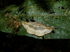 Cratoptera atina