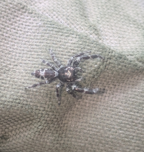Superb Jumping Spider