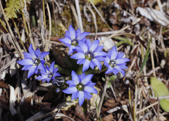 Gentiana thunbergii thunbergii