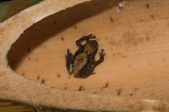 Anodonthyla boulengerii