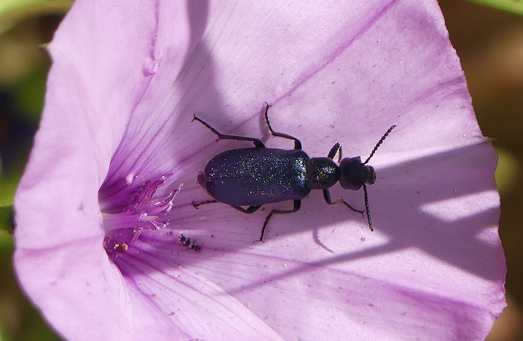 Cabalia rufiventris