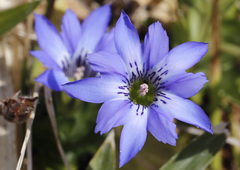 Gentiana thunbergii thunbergii