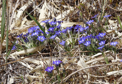 Gentiana thunbergii thunbergii