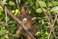 Golden Bamboo Lemur photo 2