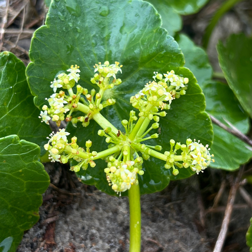 Largeleaf Pennywort (Hydrocotyle bonariensis)
