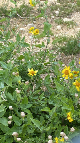 Golden Crownbeard (Verbesina encelioides)