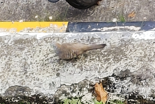Geopelia striata