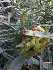 Aceria aloinis