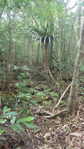 Pandanus image