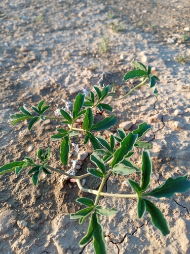 white lupine