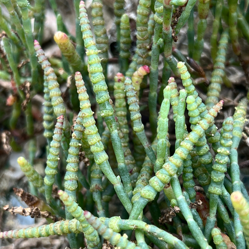 Beaded Samphire (Salicornia quinqueflora)