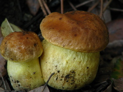 Leccinellum lepidum