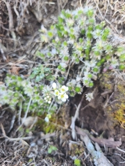 Draba dedeana
