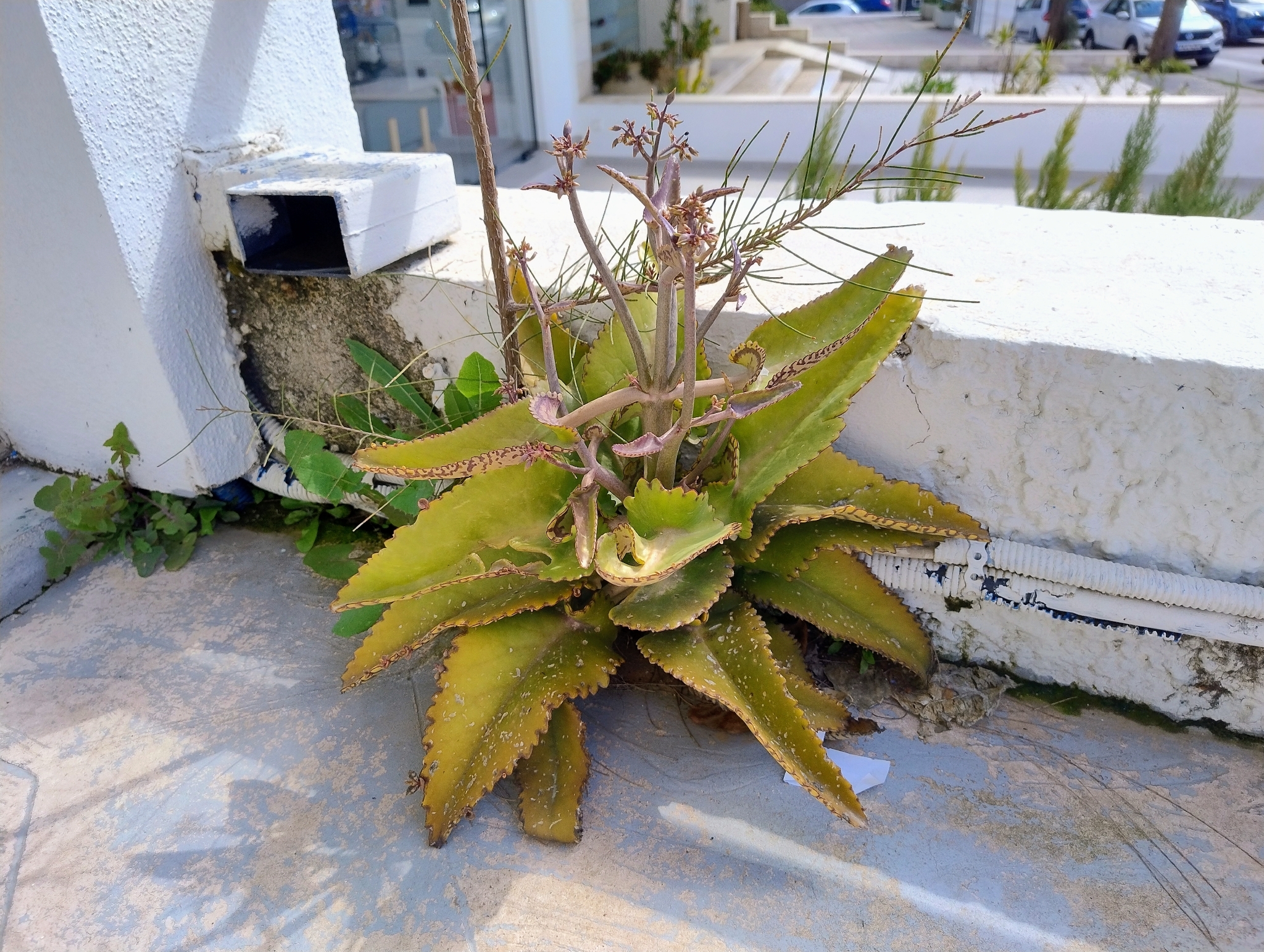 Alligator Plant (Kalanchoe daigremontiana)