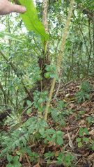 Peperomia hildebrandtii