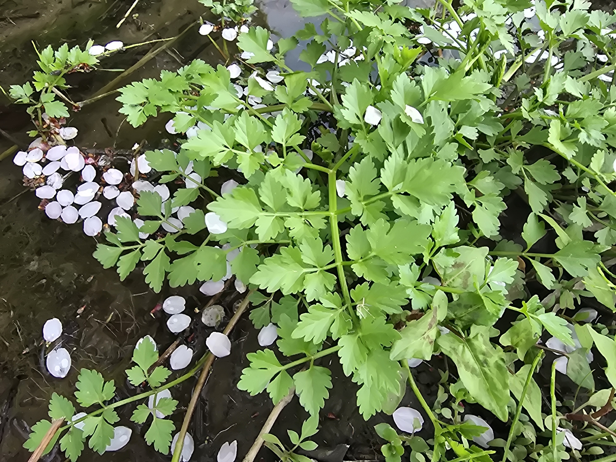 Java Water-Dropwort (Oenanthe javanica)