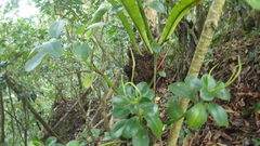 Peperomia hildebrandtii