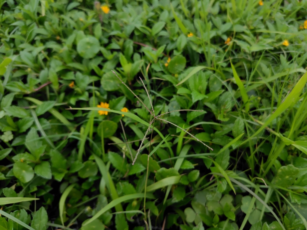 Chloris pycnothrix; photograph (c) chiuluan, some rights reserved (CC BY)