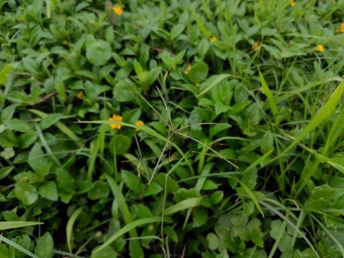 Chloris pycnothrix