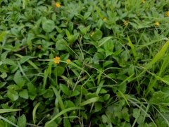 Chloris pycnothrix