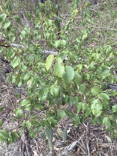 Leichardt's Ironbark (Bridelia leichhardtii)