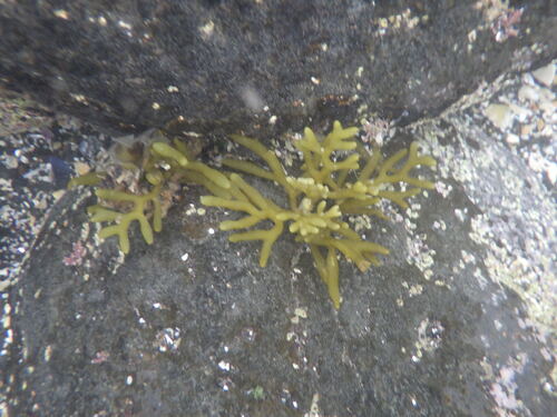 Dead Man's Fingers (Codium fragile)