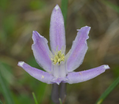 Androstephium coeruleum
