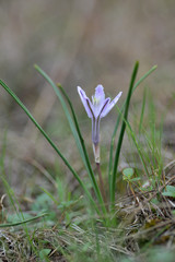 Androstephium coeruleum