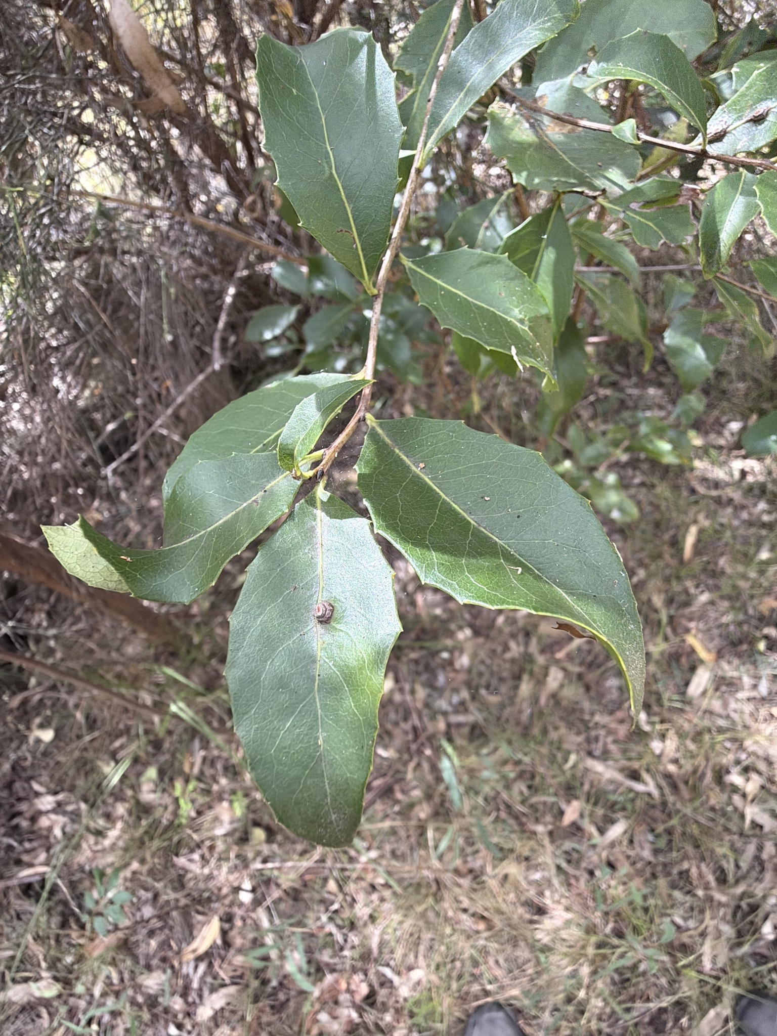 Orangebark (Denhamia bilocularis)
