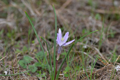 Androstephium coeruleum