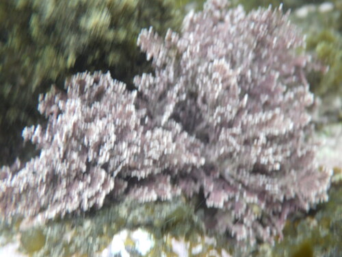 Coralline red algae (Ellisolandia elongata)