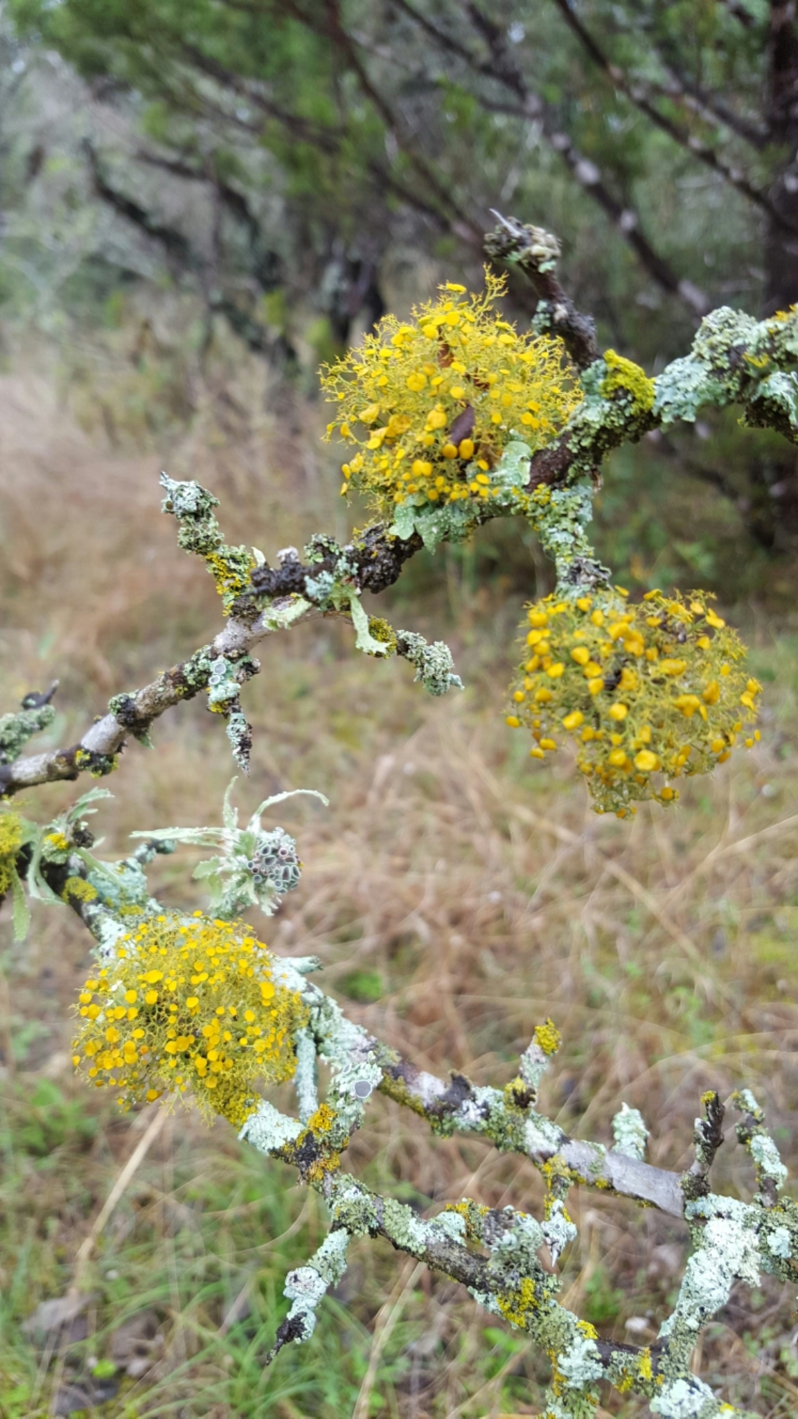 Teloschistaceae image