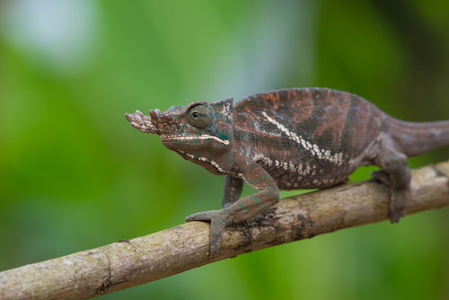Two-banded Chameleon