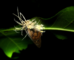 Akanthomyces