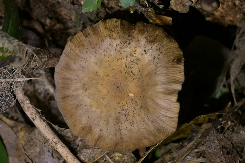 Armillaria novae-zelandiae · April 2026 · photo: © christopherstephens (iNaturalist, cc-by)