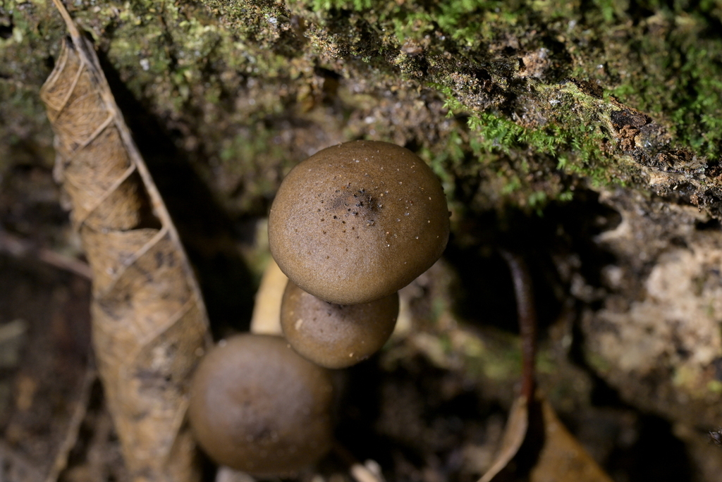 Armillaria novae-zelandiae · April 2026 · photo: © christopherstephens (iNaturalist, cc-by)