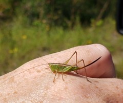 Conocephalus saltans