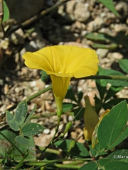 Ipomoea microsepala