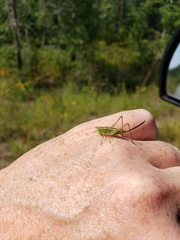 Conocephalus saltans