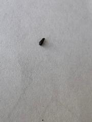 Coleoptera