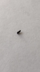 Coleoptera