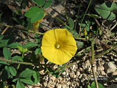 Ipomoea microsepala