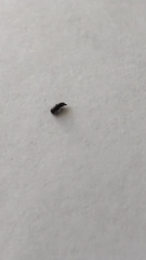 Coleoptera