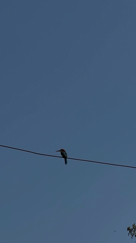 White-throated Kingfisher