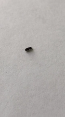 Coleoptera