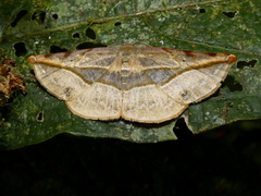 Cratoptera atina
