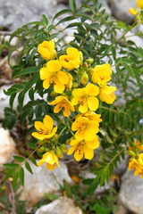 Senna chapmanii