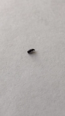 Coleoptera